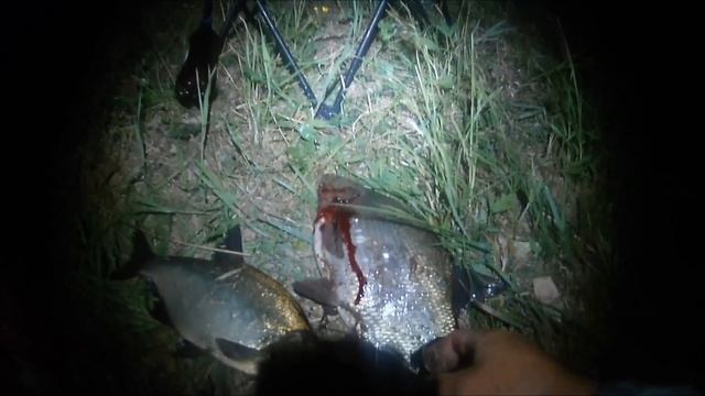 Рыбалка на р.Луга д. Редежа .Ловим на фидер.Ч-2 смотреть онлайн