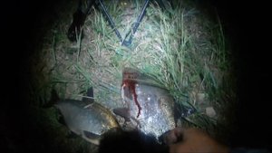 Рыбалка на р.Луга д. Редежа .Ловим на фидер.Ч-2