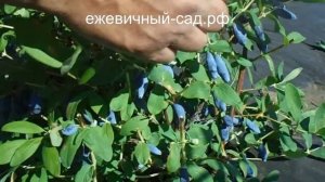 Канадская жимолость Аврора