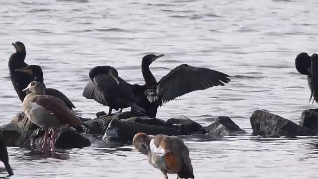 Tierische Beobachtungen am Schloss Moritzburg im Oktober 2020 смотреть онлайн
