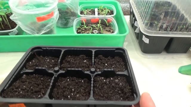 Для теплиц высокорослые томаты, посев индетерминантных. смотреть онлайн