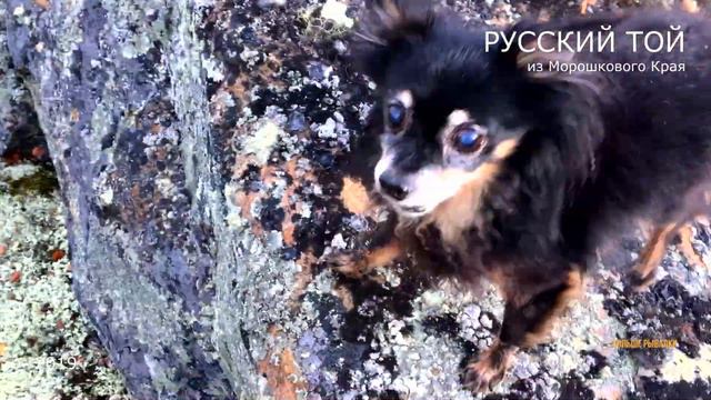 ДУГЛАС - символ канала БОЛЬШЕ РЫБАЛКИ / Douglas
