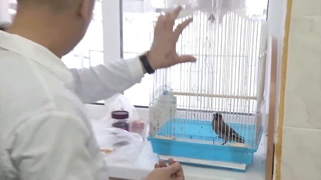 27.11.19 - Ручная свиристель живет в Ветеринарной клинике смотреть онлайн