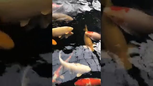 What the Cutest And Attractive Fishes, Gold Fish, Telescope eye - Most Beautiful Fish Video#550