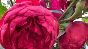 Роза Аскот ( Rose Ascot ) 3 сентября 2021 г.