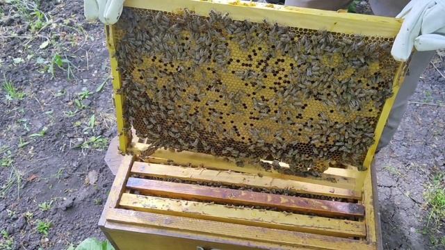 ПЛОХОЙ МЕТОД ПЧЕЛОВОЖДЕНИЯ| НЕ ДОПУСТИТЬ РОЕНИЕ ПЧЕЛ смотреть онлайн