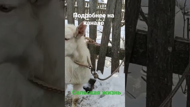 Англонубийская ламанчи Козочка #сельскаяжизнь #сільськежиття