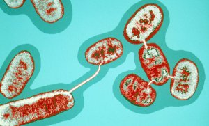 Генетика микроорганизмов. Синтия. Наследственность и изменчивость бактерий.mp4