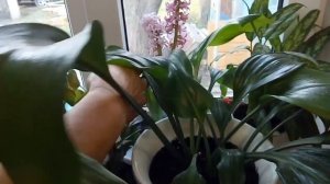 Обзор комнатных цветов в марте