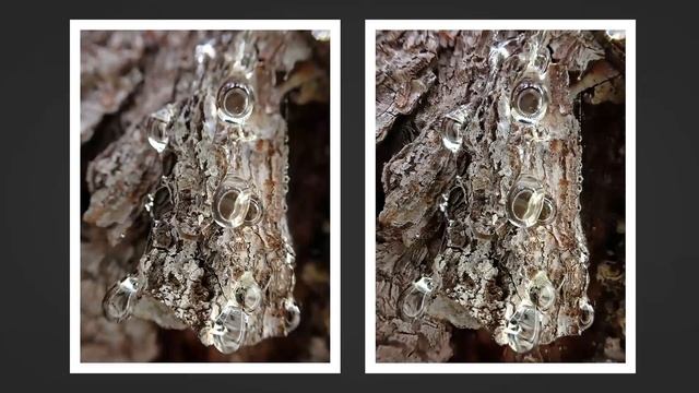 EPIC Macro results! | Olympus tg-6 FOCUS STACKING смотреть онлайн