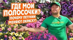 ГДЕ МОИ ПОЛОСОЧКИ? Почему петунии меняют окраску и другие вопросы.