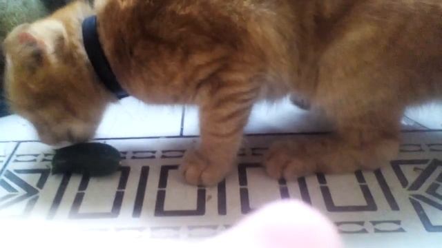 Кот на диете. смотреть онлайн