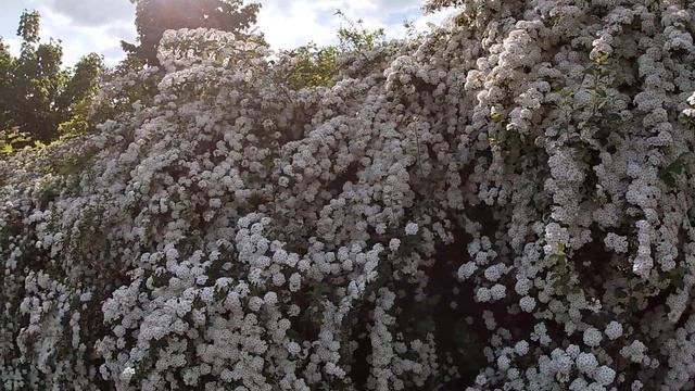 Цвіте таволга. (Spirea in Bloom) смотреть онлайн