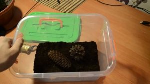 КАК СДЕЛАТЬ ТЕРРАРИУМ ДЛЯ АННАМСКОГО ПАЛОЧНИКА