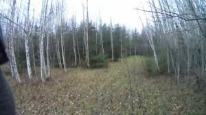 Охота с Эг Фаготом в Кировской области на зайца беляка сезон 2019-2020 года часть 2