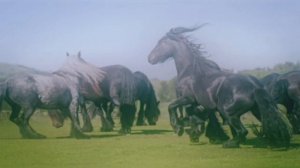 "Табун черных лошадей". авторская песня. музыка и слова Александра Рюмцева.