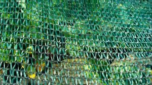 Какой урожай дает ремонтантная клубника Кабрилло, если не разгонять кусты