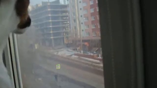 Реакция нашей собаки на прохожих. смотреть онлайн