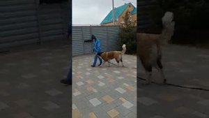 Московская сторожевая 10 месяцев, 1ый день с кинологом.