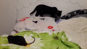 Крыса и кошка играют