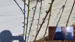 Формировка и подрезка куста ежевики весной. Ленинградская область. 30.04.2022