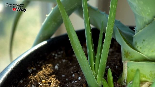 Чем Бабушка Подкармливала Алоэ Что Он Зацветает Зимой! Как Заставить Цвести Алоэ Дома? смотреть онлайн