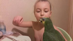 Кормление попугая. Венесуэльский Амазон Диего.