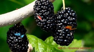 Шелковица черная Нигра (morus nigra) ? шелковица Нигра обзор: как сажать саженцы шелковицы Нигра