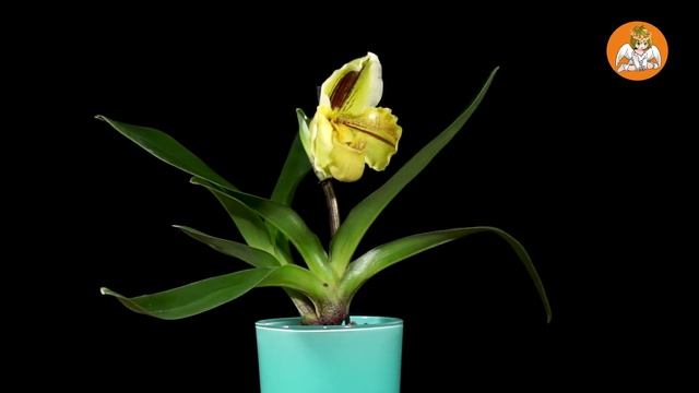 ЧУДО!!! Обзор Орхидеи Венерин Башмачок - Липпивандер. смотреть онлайн
