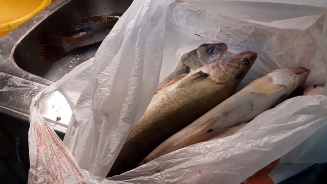 сегодня зачетный улов: две щуки и пять судаков смотреть онлайн