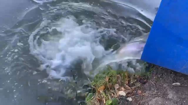 Форелевая рыбалка в Ольгово. смотреть онлайн