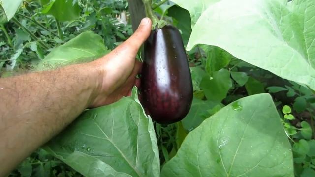 Выращивание баклажан.Три урожая баклажан за сезон.Супер-мега урожай баклажан в самодельной теплице. смотреть онлайн