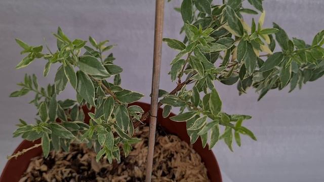 Тарентино вариегатный 7