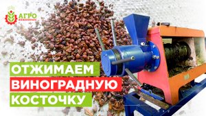 Получили отходы виноделия для эксперимента и отжимаем масло из виноградной косточки.