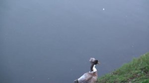 необычные утки