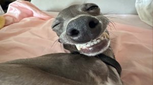 ПРИКОЛЫ С ЖИВОТНЫМИ ДО СЛЕЗ _ Смешные КОТЫ 2022 _ Приколы с КОТАМИ _ Funny ANIMALS video