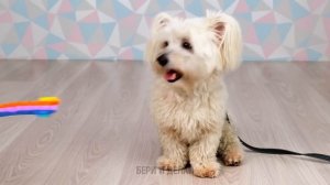 МИЛЫЕ ПОДЕЛКИ И ГАДЖЕТЫ ДЛЯ ВАШИХ ПИТОМЦЕВ || Гениальные лайфхаки для владельцев домашних животных