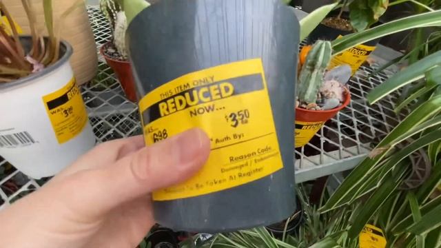 Houseplants | Home Depot | New Hoya | Alocasia Stingray | Alberta, Canada смотреть онлайн