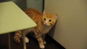 Кот и Имперский марш