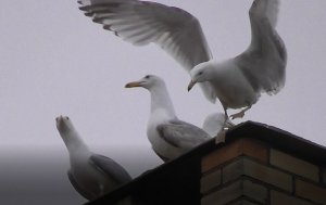 Чайки орут на крыше. Серебристая Чайка, Larus argentatus