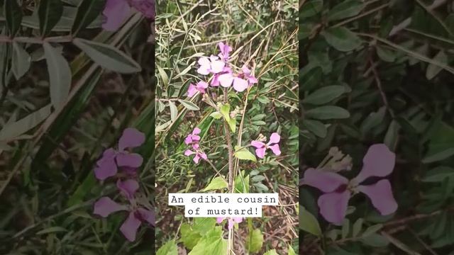 Lunaria annua | Λουναρια, το άγριο βρώσιμο φυτό #greece #botany #foraging #parnitha #herbalmedicine