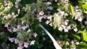 14.  СРОЧНО КИСЛЫМ молоком гортензию полить!