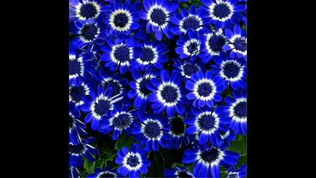 Different Colour Cineraria Flower on Full Bloom picture slideshow. смотреть онлайн