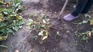 Когда копать батат. Сбор урожая. When to dig the sweet potato. Harvesting.