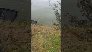 Рыба-линь во Франции - и та от кутюр!