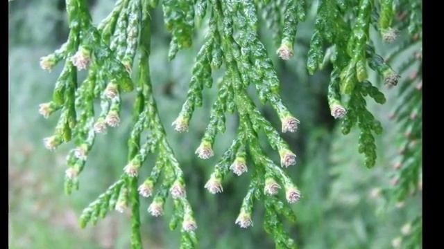 Thuja plicata смотреть онлайн