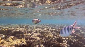 Jaz Makadi Oasis, Makadi Bay, Snorkeling  (1) 4K