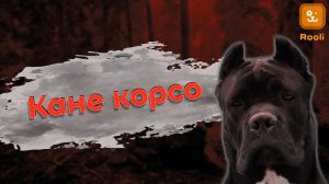 Кане Корсо: Порода, Обладающая Силой и Грацией