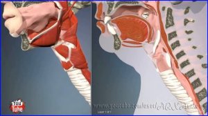 Мышцы горла, глотания | 3D Анатомия человека | Внутренние органы