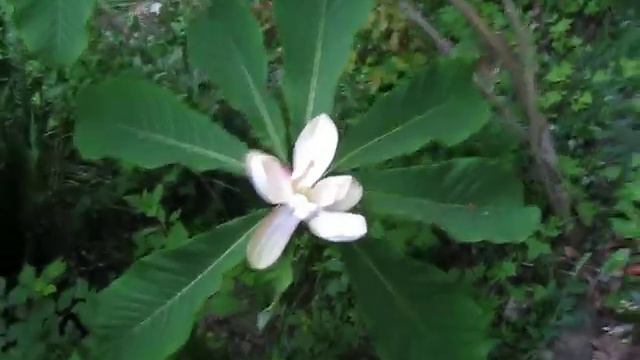 Fragrant Blooms & Large Leaves on Salt Spring Island смотреть онлайн